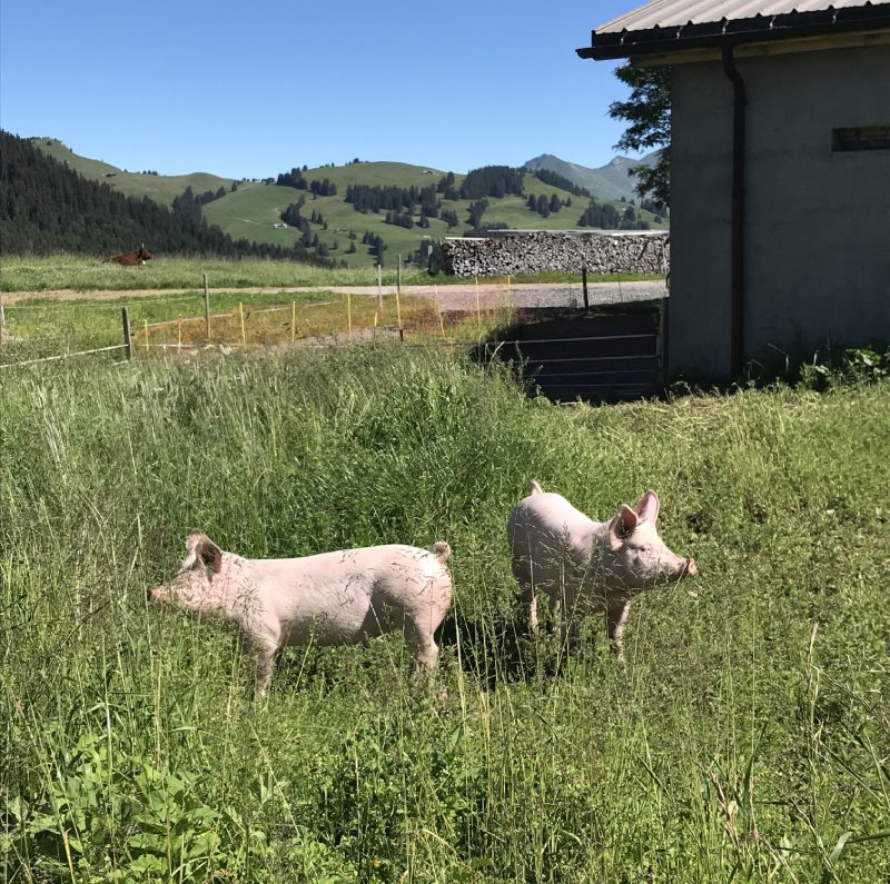 Troupeau salers vaches