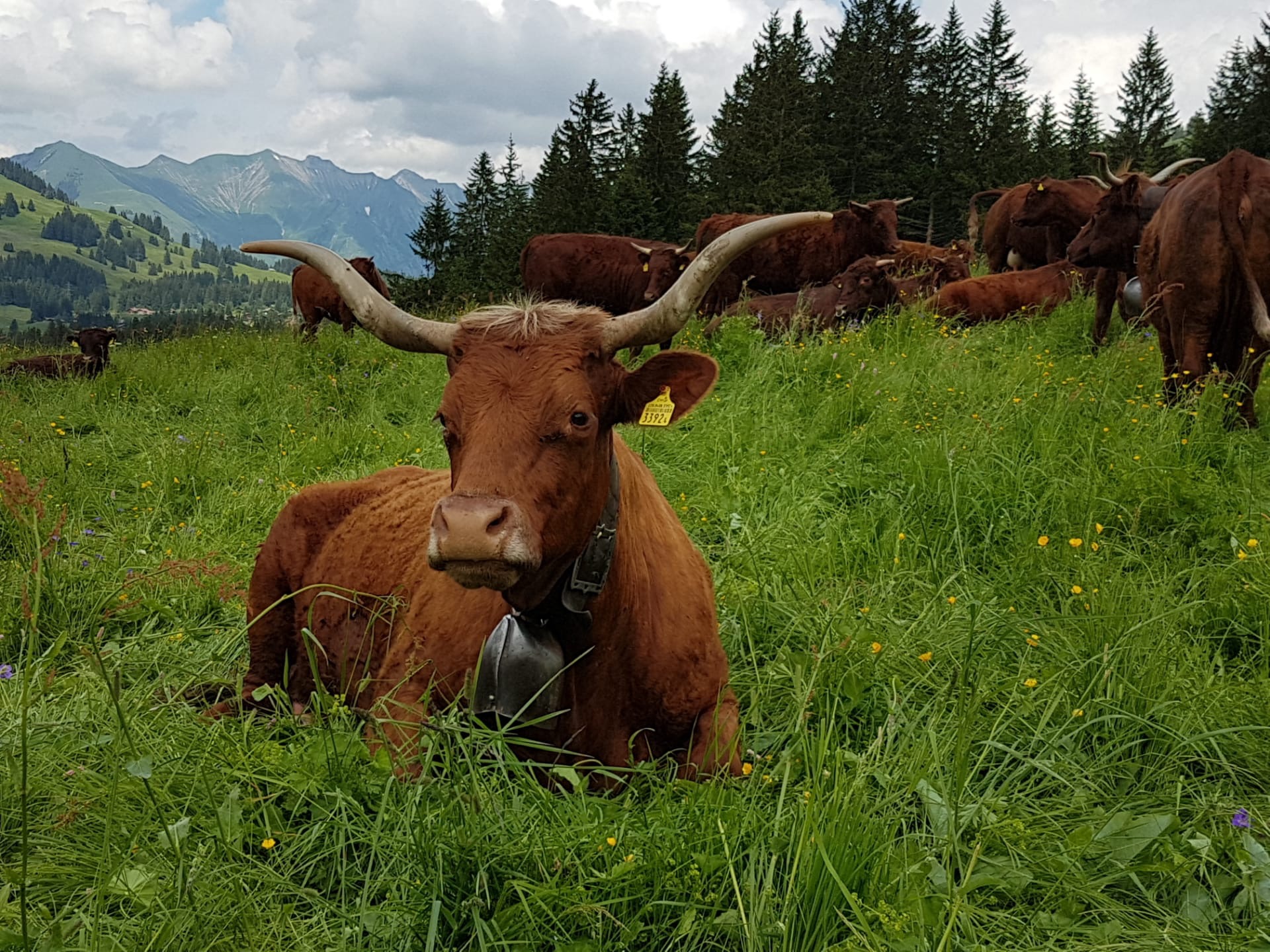 Troupeau salers vaches