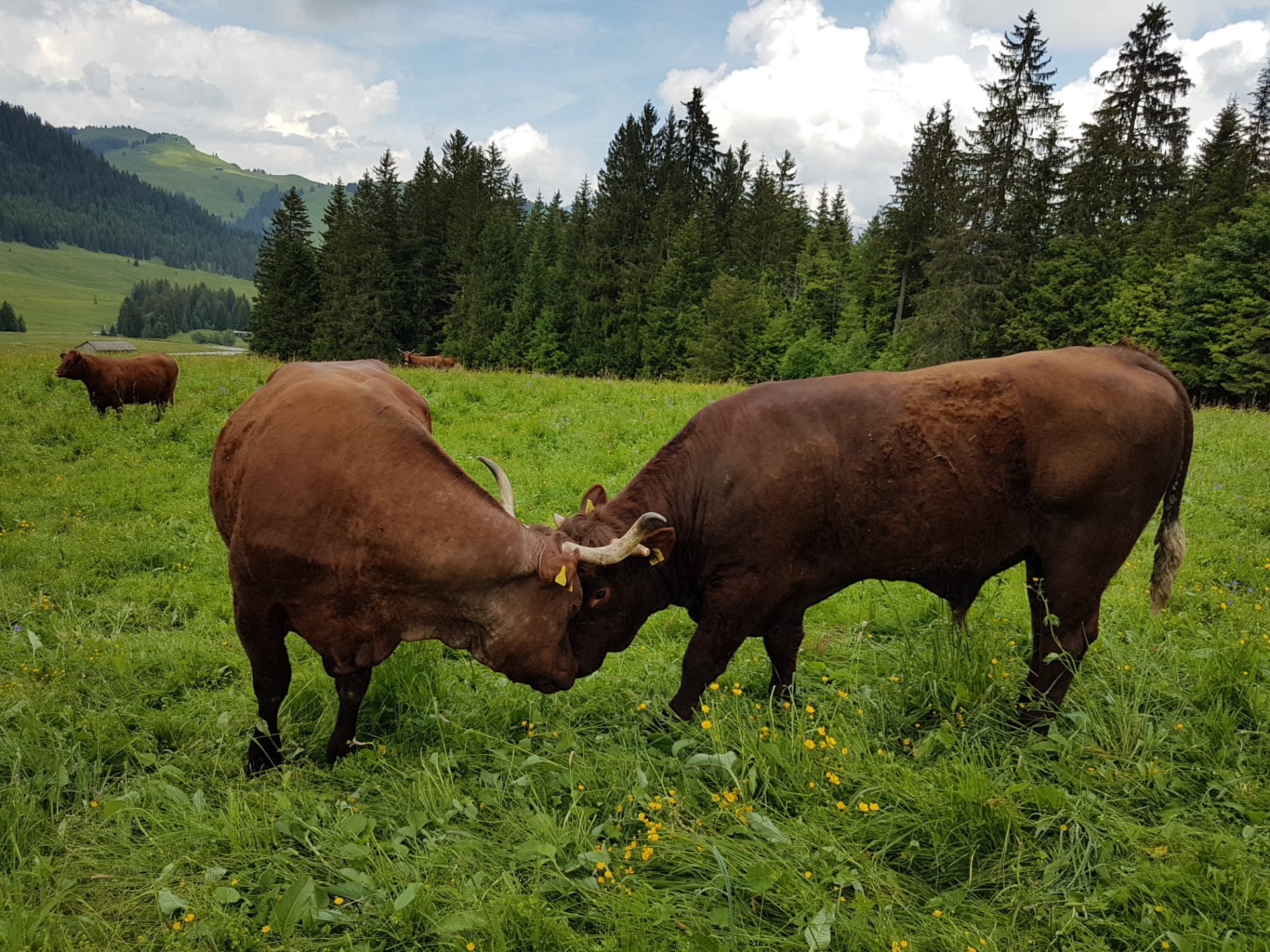 Troupeau salers vaches