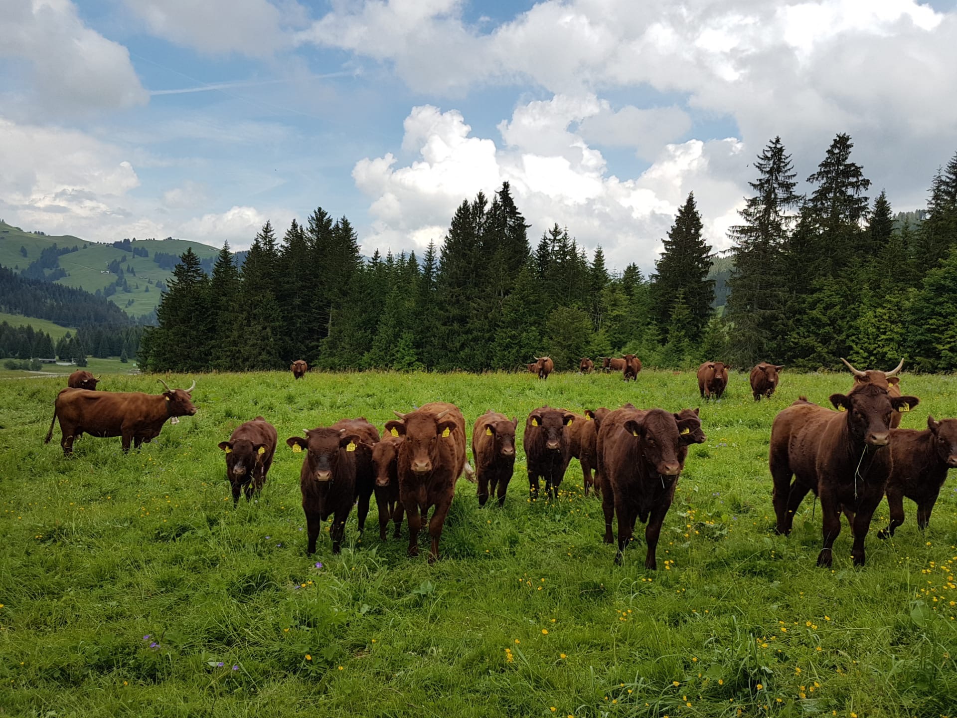 Troupeau salers vaches