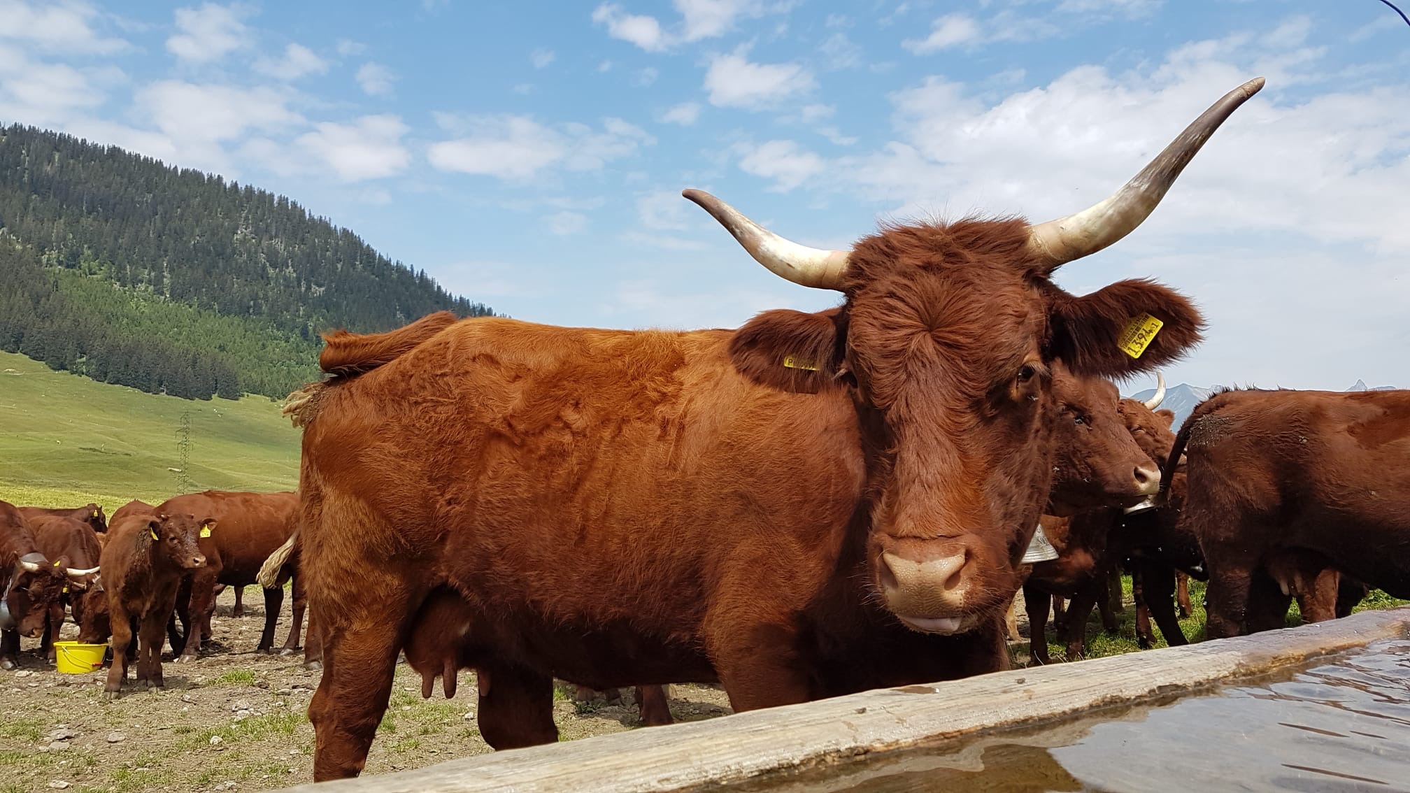 Troupeau salers vaches