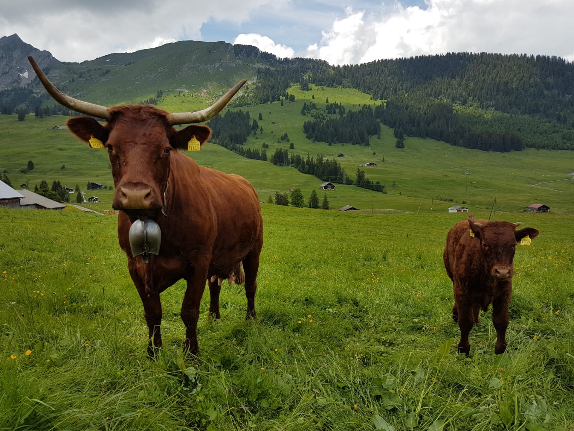 Troupeau salers vaches