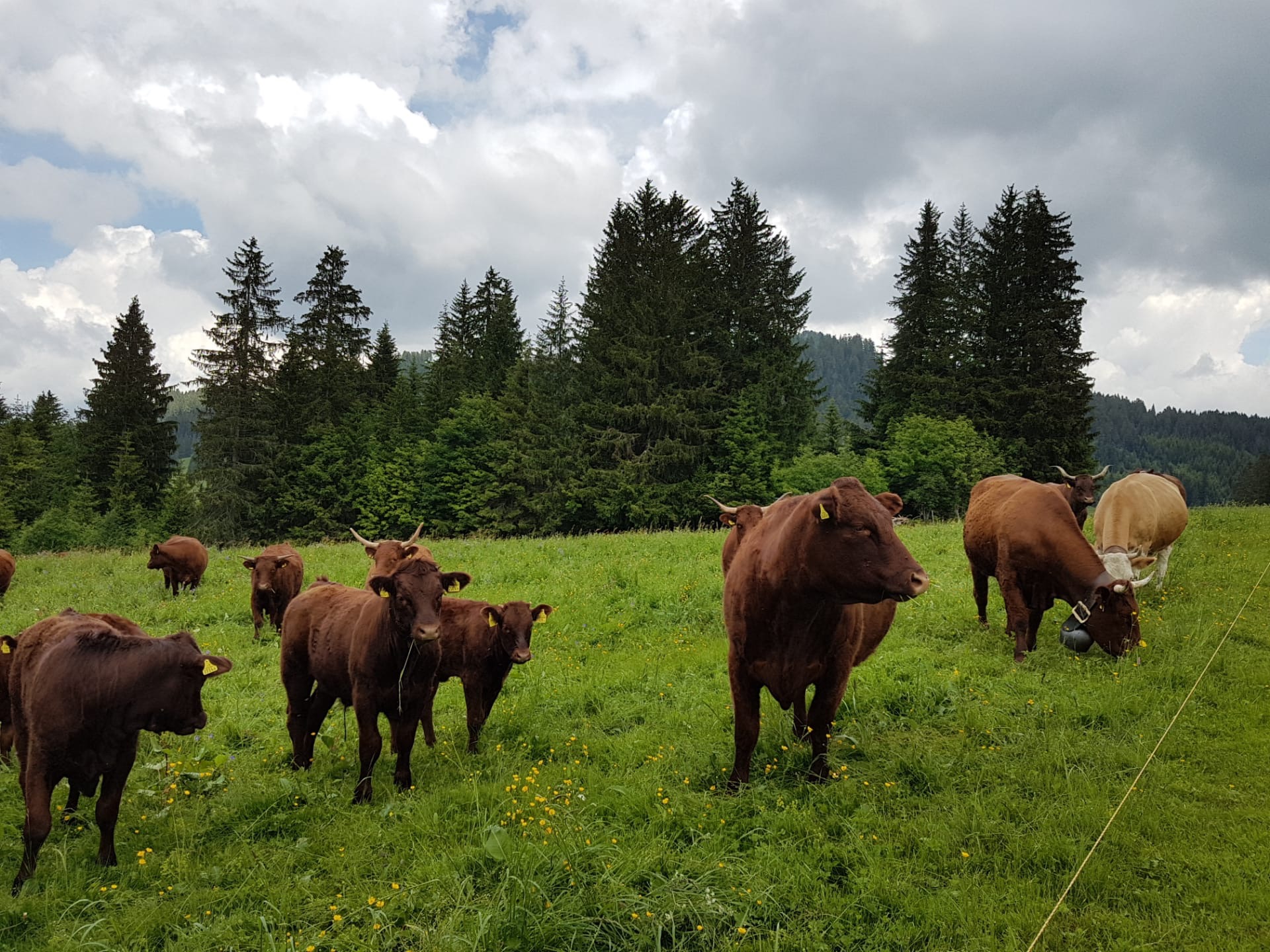 Troupeau salers vaches