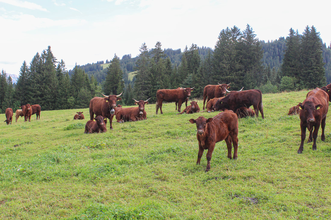 Troupeau salers vaches