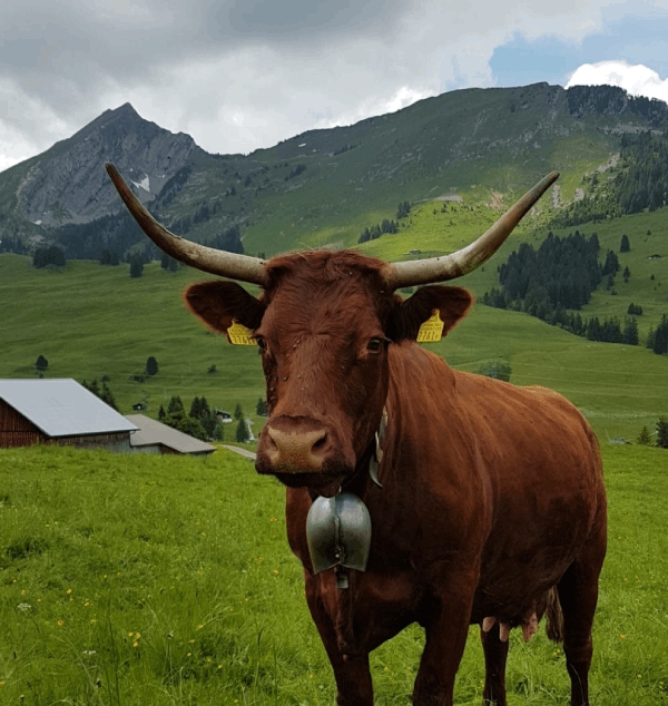 L’été Nos vaches se promènent librement, cherchent leur nourriture et changent de lieu avec le rythme des saisons.