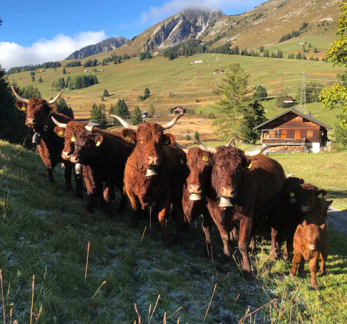 Troupeau salers vaches