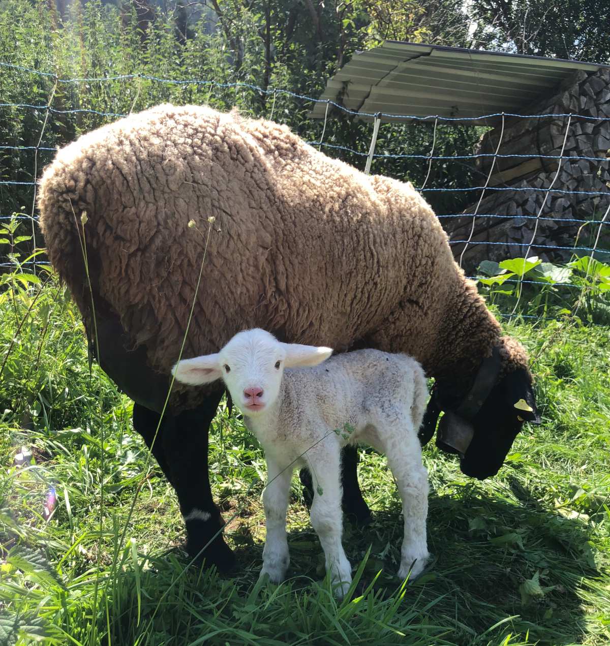 Troupeau salers vaches