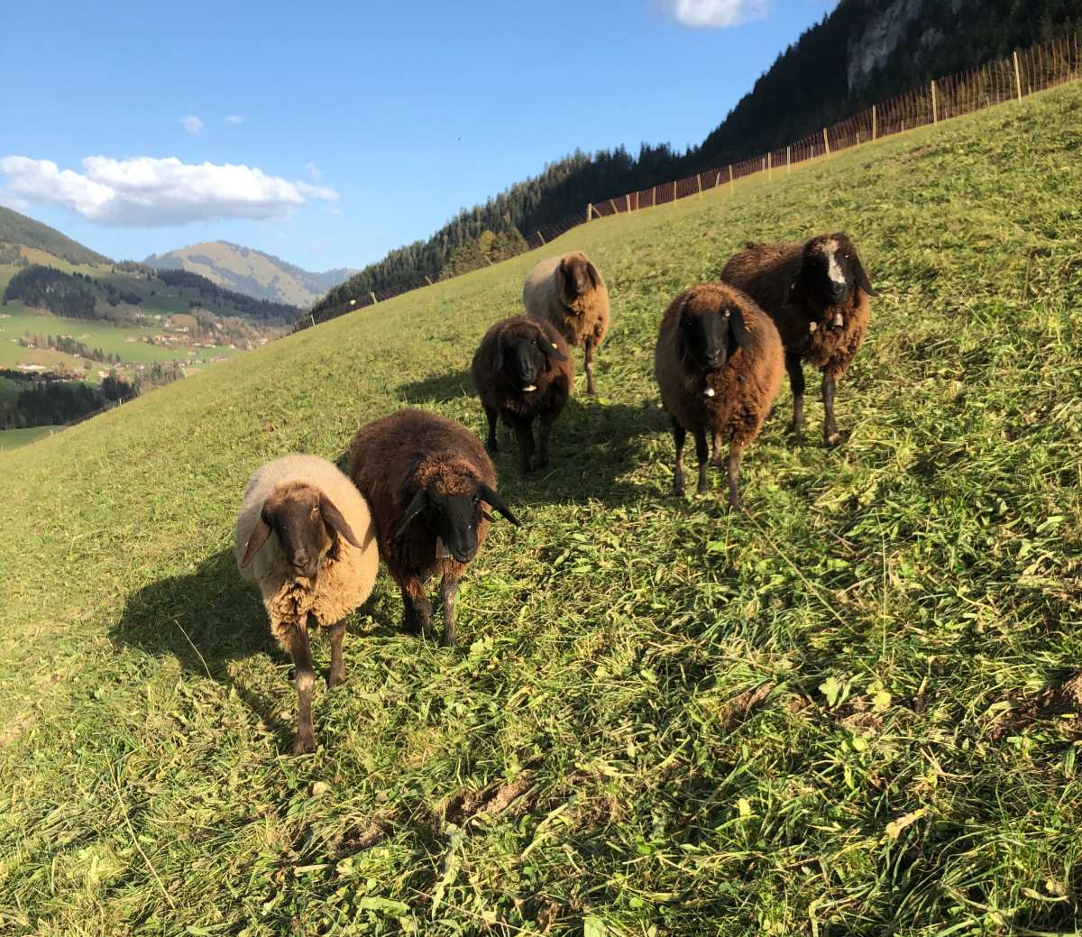 Troupeau salers vaches