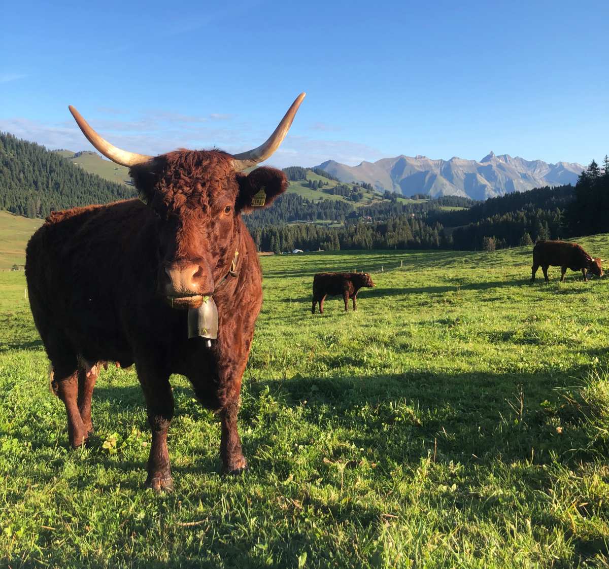 Troupeau salers vaches